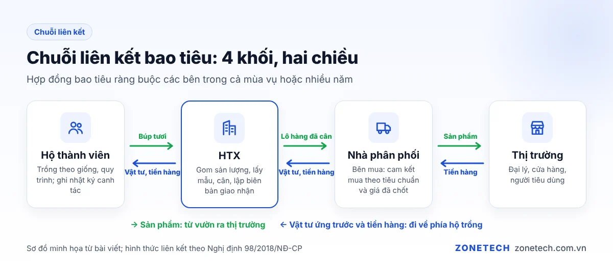 Sơ đồ chuỗi liên kết bao tiêu: hộ thành viên, HTX, nhà phân phối, thị trường