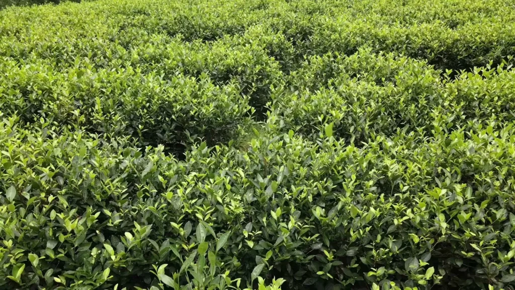 Luống chè xanh trên đồi chè Thái Nguyên