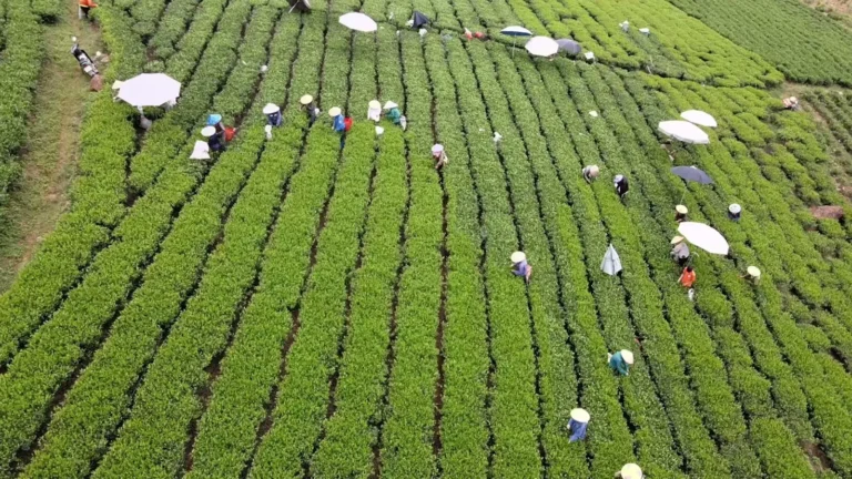 Đồi chè TRAVINA vào mùa hái nhìn từ flycam