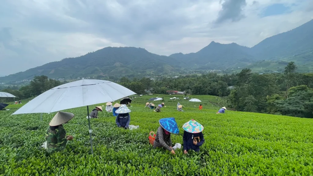 Người hái chè trên đồi chè ở Thái Nguyên