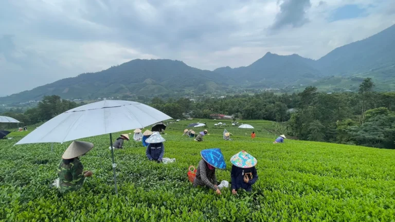 Người hái chè trên đồi chè TRAVINA ở Thái Nguyên