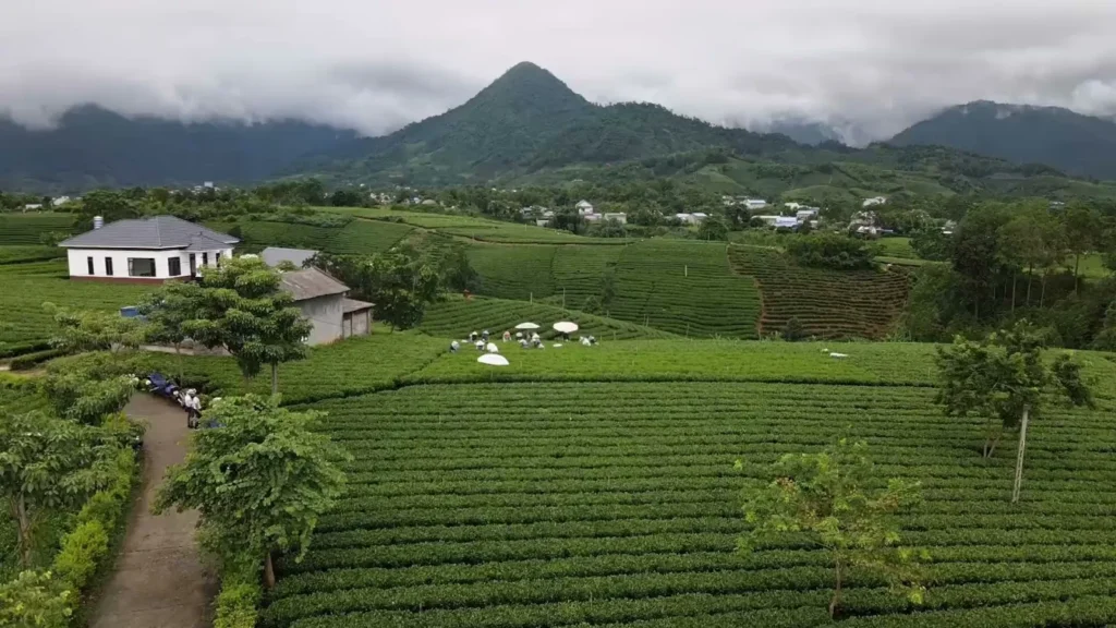 Nhà dân bên đồi chè Thái Nguyên