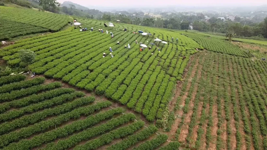 Những hàng chè trên đồi ở Thái Nguyên