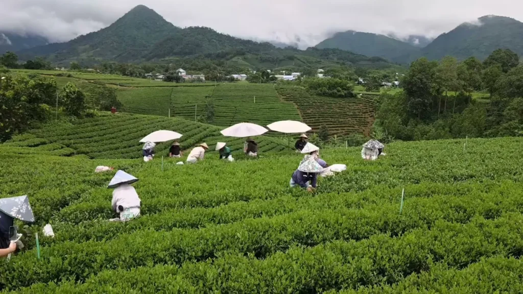 Người dân hái chè trên đồi