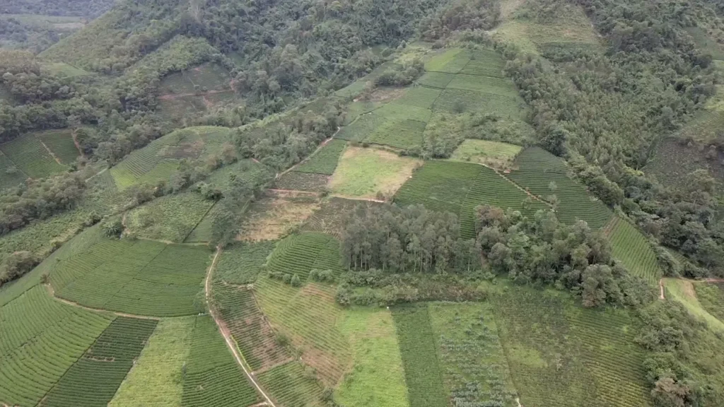 Vùng chè Thái Nguyên nhìn từ trên cao
